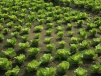 10 növény ami eltávolítja a rovarokat zöldséges kertjéből