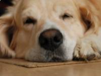 5 gyógynövény ami segíti a jó alvást