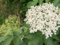 A bodza (Sambucus Nigra)