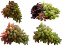 A borkősav 3 jótékony- és 2 mellékhatása