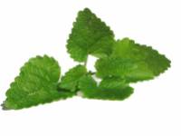 A borsmentatea tényleg javítja a memóriát?