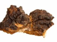 A chaga gomba jótékony hatásai
