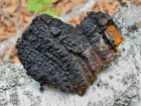 A chaga gyógygomba kilenc jótékony hatása