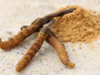 A cordyceps gyógygomba szerepe vesebetegségben