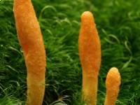 A CORDYCEPS MILITARIS bámulatos egészségügyi előnyei