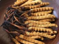 A Cordyceps sinensis alkalmazása rák esetén