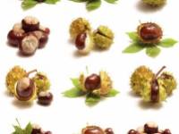 A gesztenye mellékhatása 8 pontban