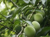 A legjobb természetes hashajtók