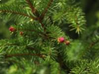 A lucfenyő olaj jótékony hatása 7 pontban