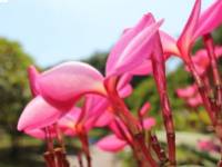 A magnólia kéreg egészségre gyakorolt jótékony hatása 10 pontban