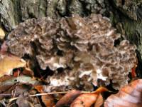 A maitake gyógygomba különleges hatásai a szervezetre