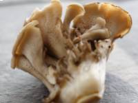 A maitake gyógygombából nyert D-frakció anti-tumor hatása mellrák esetén