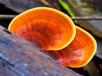 A reishi gomba 6 jótékony hatása