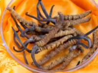 A Sikkimben található Cordyceps, vagyis kínai hernyógomba hagyományos felhasználása és gyógyászati értéke