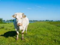 A szarvasmarha kolosztrum hatása felső légúti fertőzésekben