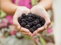 A szedermálna egészségre gyakorolt jótékony hatása 10 pontban