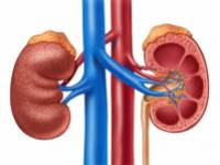 A vesebetegségek 10 fontos jele, amit ismernie kell