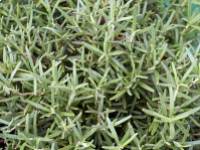 Az emlékek és a rozmaring