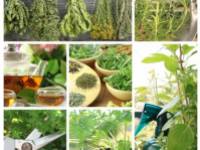 Az illatos macskamenta olaj jótékony hatása 9 pontban