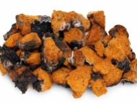 Chaga gomba: Egy szokatlan gombafajta, számtalan jótékony hatással