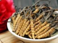 Cordyceps asztmára és 7 egyéb betegségre