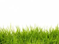 Csomós ebírt legelnek a kutyák