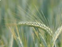 Egészséges árpaleves