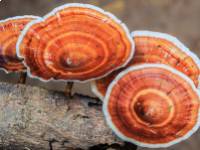 Hogyan alkalmazza egy immunológus a gombákat a megfázás és az influenza ellen?