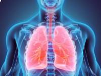 Hogyan segítheti a Cordyceps gyógygomba a tüdő egészséges működését?