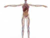 Magnéziummal megelőzhető a csonttörés?