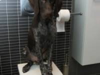 Még egyszer a Noro vagy korábbi nevén Calici vírusról