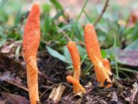 Miért hasznos a Cordyceps gyógygomba fogyasztása sportolók számára