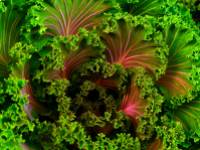 Saláta fodros kellel, fetával és árpával