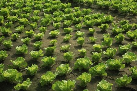 10 növény ami eltávolítja a rovarokat zöldséges kertjéből