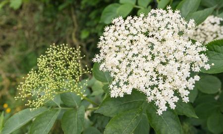 A bodza (Sambucus Nigra)