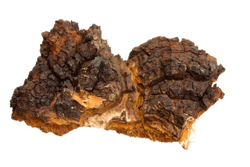 A chaga gyógygomba