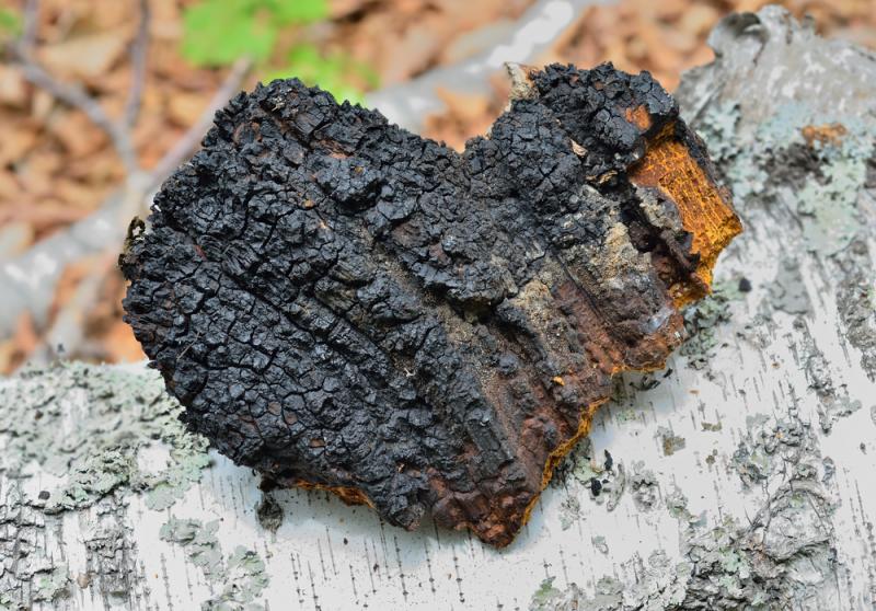 A chaga gyógygomba kilenc jótékony hatása