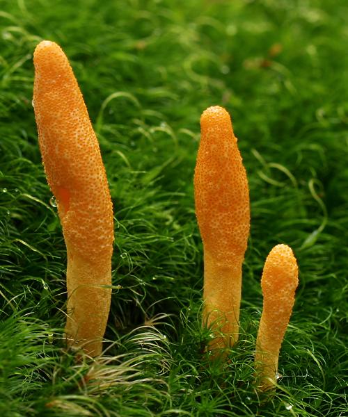 A CORDYCEPS MILITARIS bámulatos egészségügyi előnyei