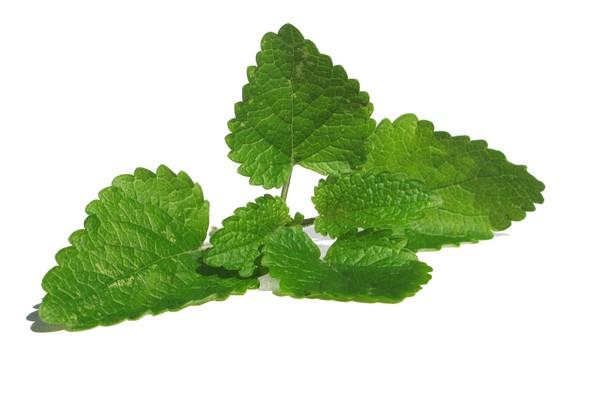 A fodormenta olaj jótékony hatása 5 pontban