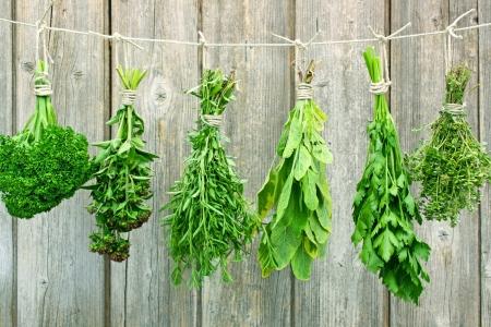 A kakukkfű - Thymus vulgaris