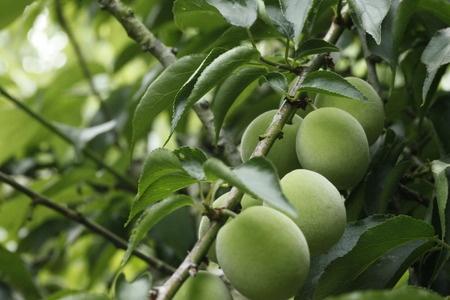 A legjobb természetes hashajtók