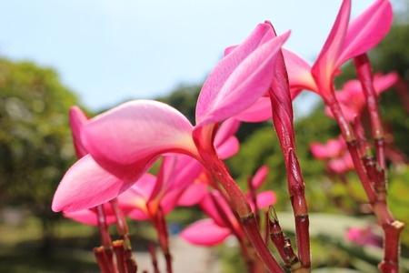 A magnólia kéreg egészségre gyakorolt jótékony hatása 10 pontban