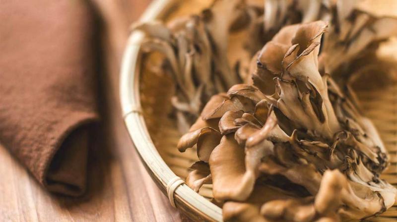 A maitake gomba jótékony hatása a vércukorra, koleszterinre és az immunrendszerre