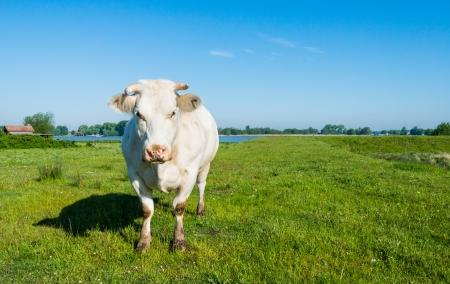 A szarvasmarha kolosztrum hatása felső légúti fertőzésekben