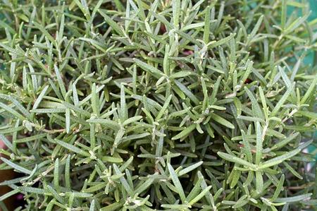 Az emlékek és a rozmaring