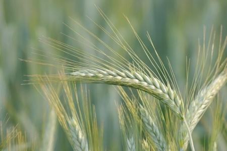 Egészséges árpaleves