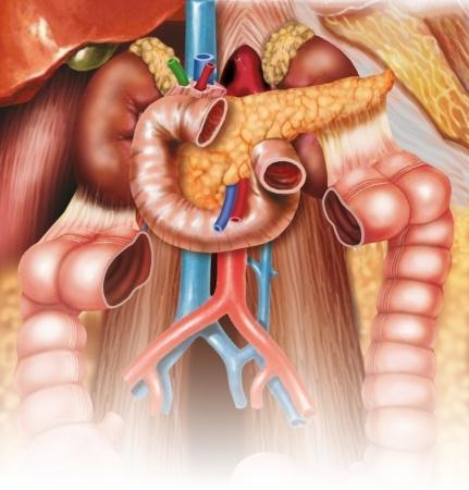 Gondoskodjon vastagbele és emésztőszervei  egészségéről természetesen