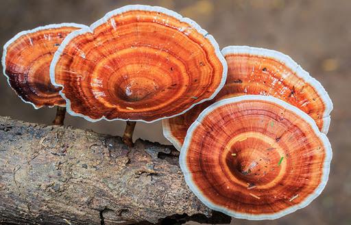 Hogyan alkalmazza egy immunológus a gombákat a megfázás és az influenza ellen?