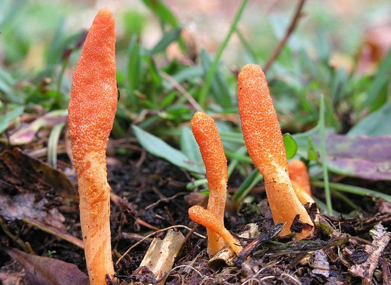 Miért hasznos a Cordyceps gyógygomba fogyasztása sportolók számára